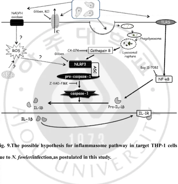 Fig.  9.The  possible  hypothesis  for  inflammasome  pathway  in  target  THP-1  cells  due to N