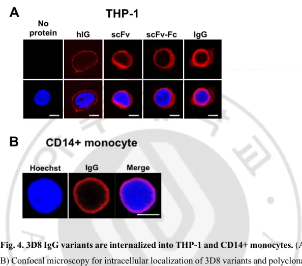 Fig. 4. 3D8 IgG variants are internalized into THP-1 and CD14+ monocytes. (A, 