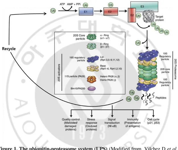 Figure 1. The ubiquitin-proteasome system (UPS) (Modified from. Vilchez D et al., 