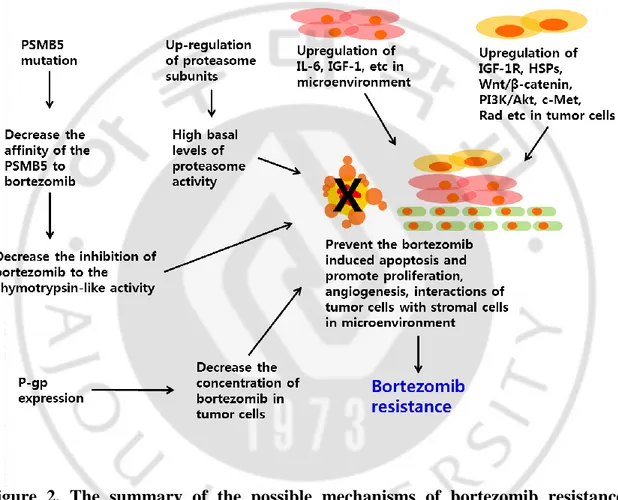 Figure  2.  The  summary  of  the  possible  mechanisms  of  bortezomib  resistance 