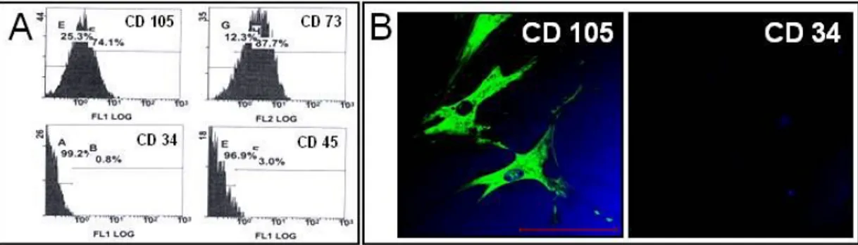 Fig.  2.  Characterization  of  MSC.  Flow  cytometric  analysis  (A)  and  immunofluorescent labeling of human mesenchymal stem cells (B) Scale bar: 100μm.
