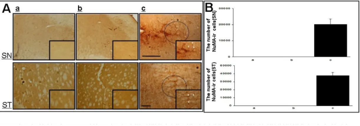 Fig.  4.  Detection  of  hMSCs  in  the  double-toxin  treated  mice.  The  existence  of  hMSCs  in  the  substantia  nigra  (SN)  and  striatum  (ST)  of  the  double   toxin-treated mice was identified by human specific NuMA staining (A)