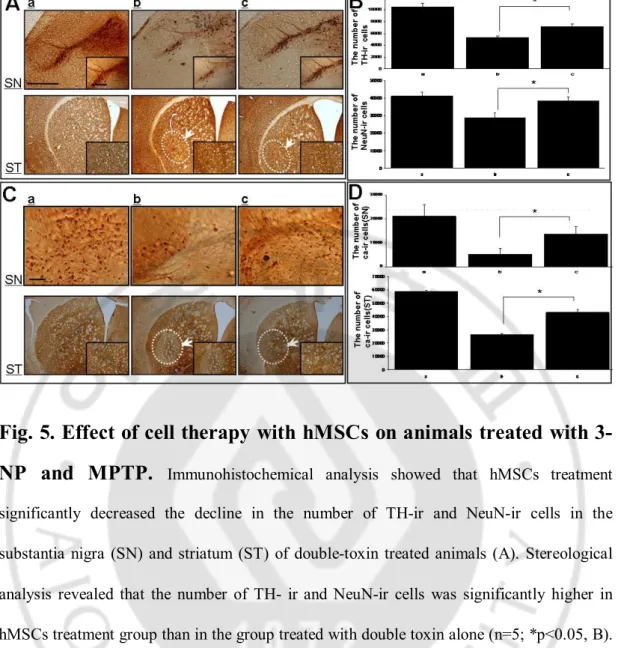 Fig. 5. Effect of cell therapy with hMSCs on animals treated with 3- 3-NP  and  MPTP.  Immunohistochemical  analysis  showed  that  hMSCs  treatment  significantly  decreased  the  decline  in  the  number  of  TH-ir  and  NeuN-ir  cells  in  the  substant