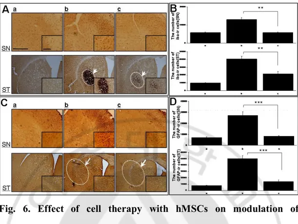 Fig.  6.  Effect  of  cell  therapy  with  hMSCs  on  modulation  of  inflammation and gliosis in animals treated with double toxins
