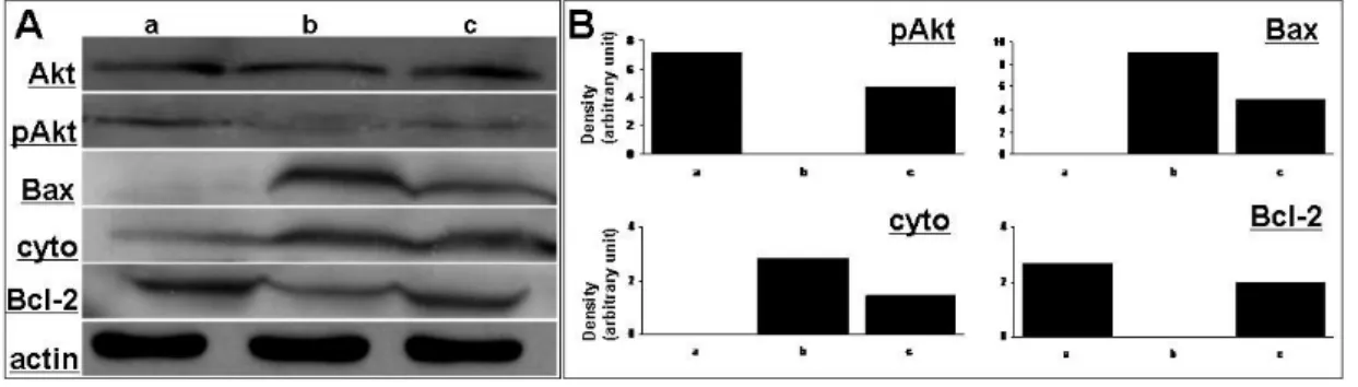 Fig. 7. Effect of cell therapy with hMSCs on modulation of cell death  signaling pathway