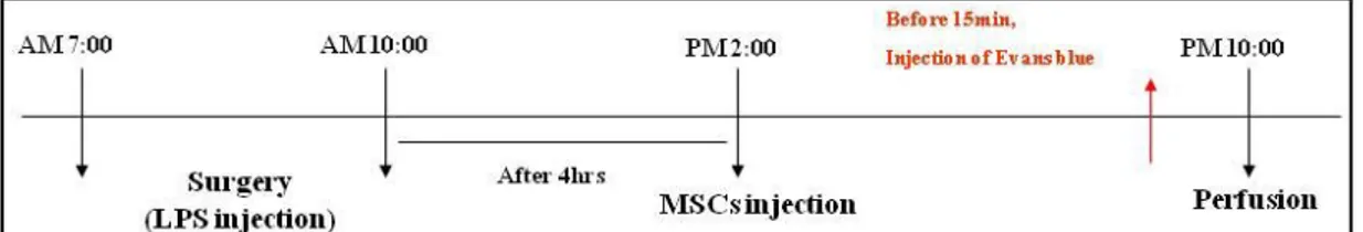 Fig.  8.  Schedule  of  LPS-induced  animal  model.  male  SD  rats  (250–270g)  were  anesthetized  with  10%  chloral  hydrate  for  LPS  injection