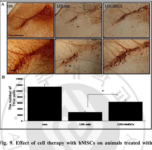 Fig.  9.  Effect  of  cell  therapy  with  hMSCs  on  animals  treated  with  LPS.  Immunohistochemical analysis showed that hMSCs treatment significantly increased  the decline in the number of TH-ir in the substantia nigra (SN) of LPS- injected animals (