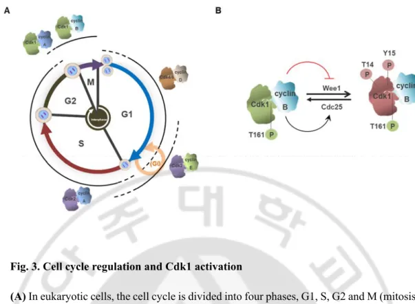 Fig. 3. Cell cycle regulation and Cdk1 activation 