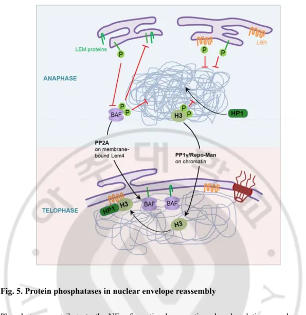 Fig. 5. Protein phosphatases in nuclear envelope reassembly 
