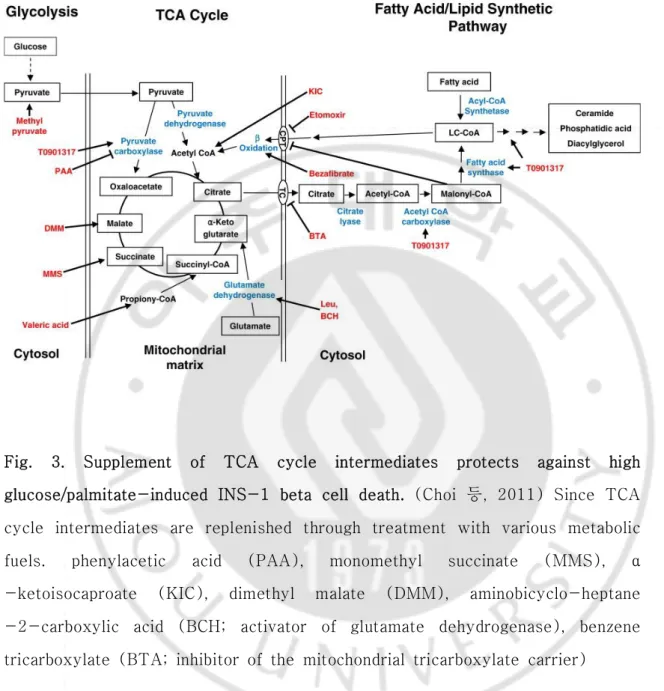 Fig.  3.  Supplement  of  TCA  cycle  intermediates  protects  against  high                      glucose/palmitate-induced  INS-1  beta  cell  death