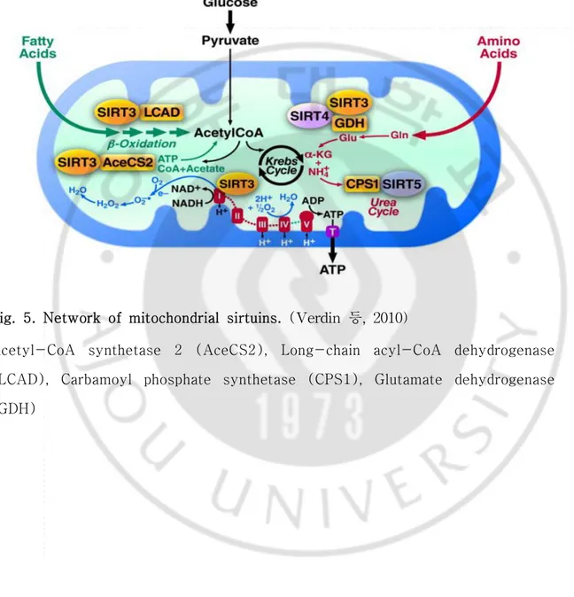 Fig.  5.  Network  of  mitochondrial  sirtuins.  (Ver di n등,2010)