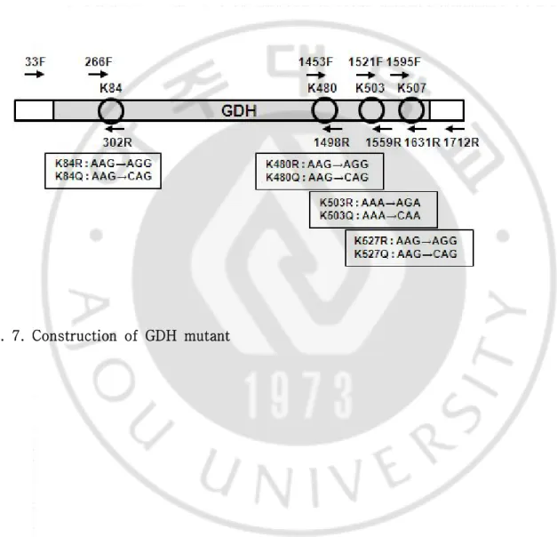 Fig.  7.  Construction  of  GDH  mutant