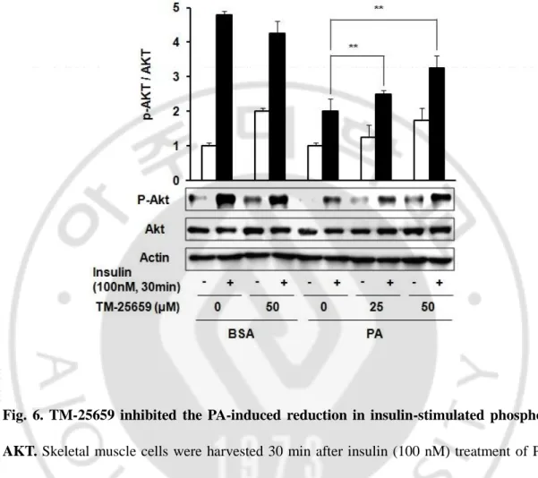 Fig.  6.  TM-25659  inhibited  the  PA-induced  reduction  in  insulin-stimulated  phosphor- phosphor-AKT
