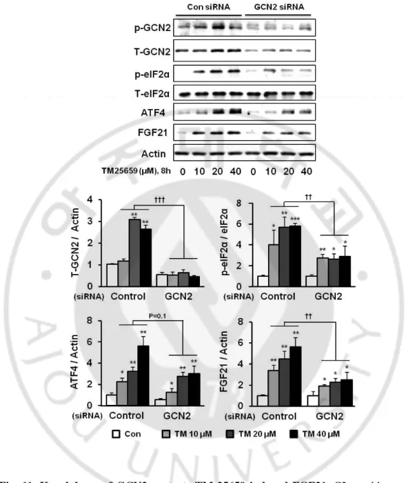 Fig.  11.  Knockdown  of  GCN2  protects  TM-25659  induced  FGF21.  C2  myoblasts  were 