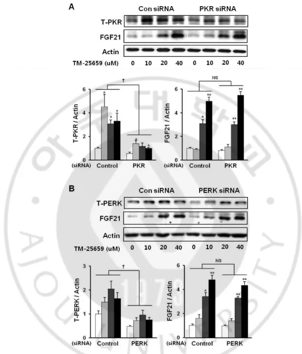 Fig.  12.  Effects  of  TM-25659  on  FGF21  expression  in  PKR  and  PERK  pathways