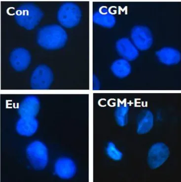 Fig. 2. Immunofluorescent micrographs showing nuclear morphology after Hoechst staining