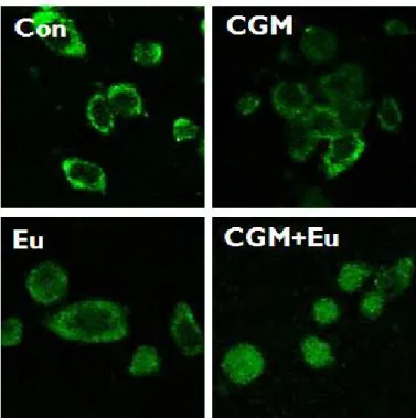 Fig. 5. The confocal microscopy showed that AIF was obviously translocated onto nuclei in SCC25 cells when co-treated with CGM and eugenol (CGM, cells treated with 40 μg/ml Chios gum mastic for 24 h; Eu, cells treated with 0.5 mM eugenol for 24 h; CGM+Eu, 