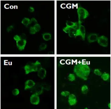Fig. 10. The confocal microscopy showed that DFF40 (CAD) was translocated onto the nuclei in the co-treatment of CGM and eugenol (CGM, cells treated with 40 μg/ml Chios gum mastic for 24 h; Eu, cells treated with 0.5 mM eugenol for 24 h; CGM+Eu, cells trea