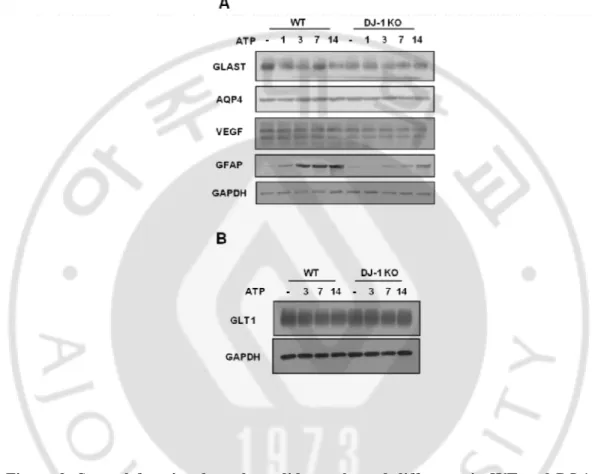 Figure  9.  Several  functional  markers  did  not  showed  difference  in  WT  and  DJ-1  KO  mouse after ATP injection