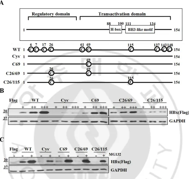Fig. 3. Cysteine residues of HBx are essential to maintain protein stability. (A) Schematic 