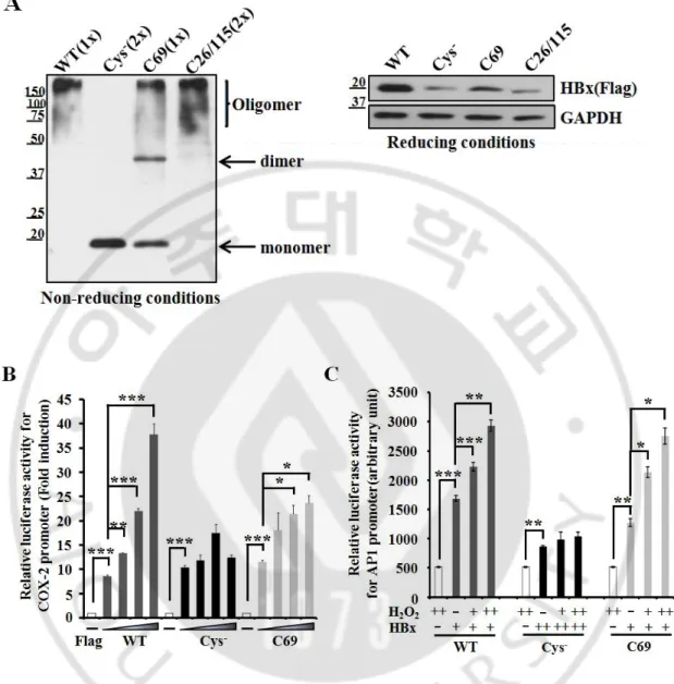 Fig. 4. Cysteine null mutant of HBx is insufficient for transactivation activities. (A) WT-