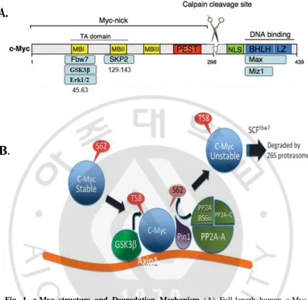 Fig.  1.  c-Myc  structure  and  Degradation  Mechanism  (A)  Full-length  human  c-Myc 