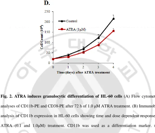 Fig.  2.  ATRA  induces  granulocytic  differentiation  of  HL-60  cells  (A)  Flow  cytometric 