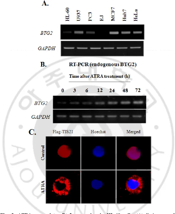 Fig.  3.  ATRA  upregulates  Btg2  expression  in  HL-60  cells.  (A)  Endogenous  Btg2 