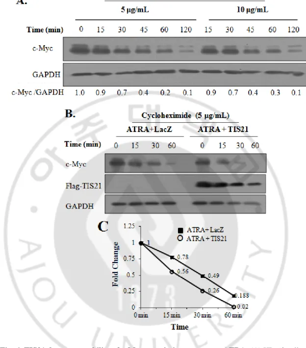 Fig. 6. TIS21 decreases stability of c-Myc protein in response to ATRA. (A) HL-60 cells 