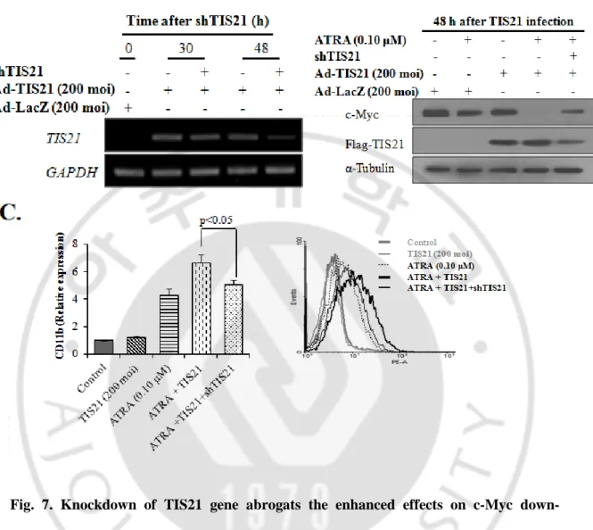 Fig.  7.  Knockdown  of  TIS21  gene  abrogats  the  enhanced  effects  on  c-Myc  down- down-regulation  and  HL-60  cells  differentiation