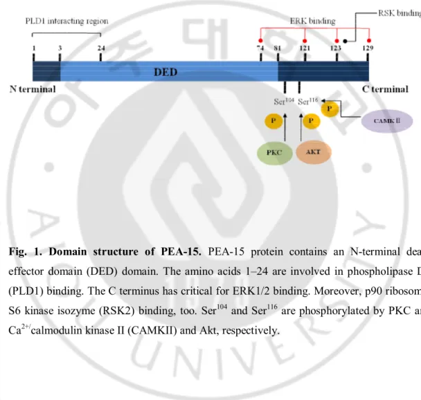 Fig.  1.  Domain  structure  of  PEA-15.  PEA-15  protein  contains  an  N-terminal  death  effector  domain  (DED)  domain