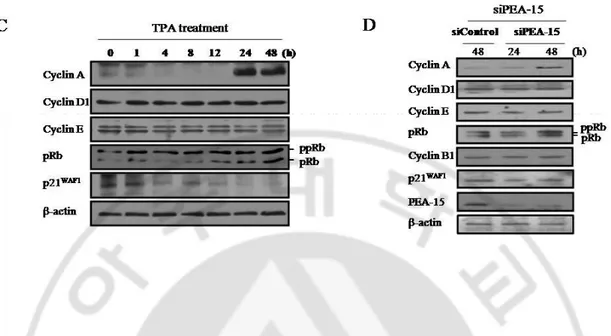 Fig. 5. Progression of G1 to S phase by either TPA treatment or knockdown of PEA-15 in  HDF senescent cells
