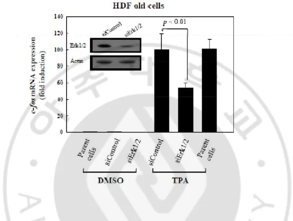 Fig. 7. Regulation of TPA-induced c-fos expression by nuclear Erk1/2 in HDF old cells