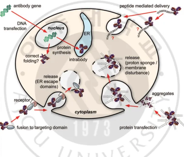 Figure 2. The major approaches to deliver antibodies into a cell (Marschall et al., 2011)
