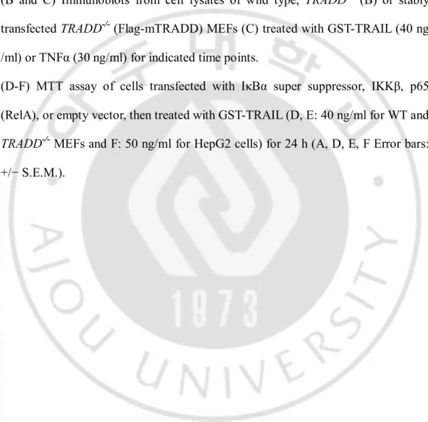 Figure 4. TRAIL-induced NF-κB activation is impaired in TRADD -/-  MEFs. 