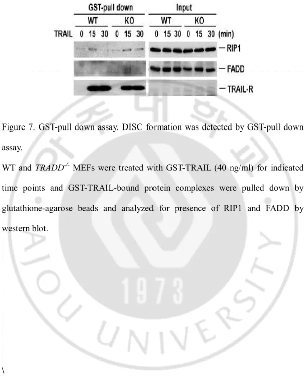 Figure 7. GST-pull down assay. DISC  formation was detected by GST-pull down  assay.   