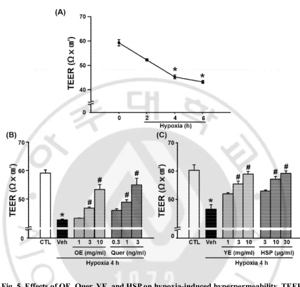 Fig. 5. Effects of OE, Quer, YE, and HSP on hypoxia-induced hyperpermeability, TEER. 