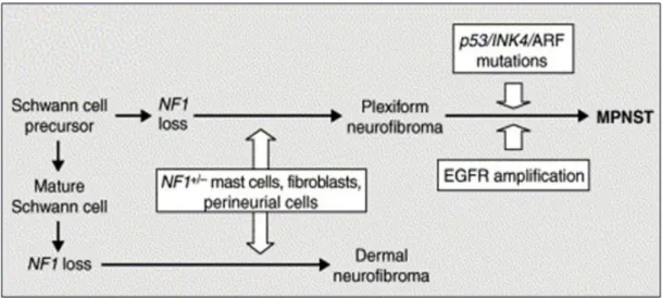 Fig.  4.  Models  of  tumorigenesis  and  tumor  development  in  NF1  (Dasgupta  B,  et  al.,  2003)