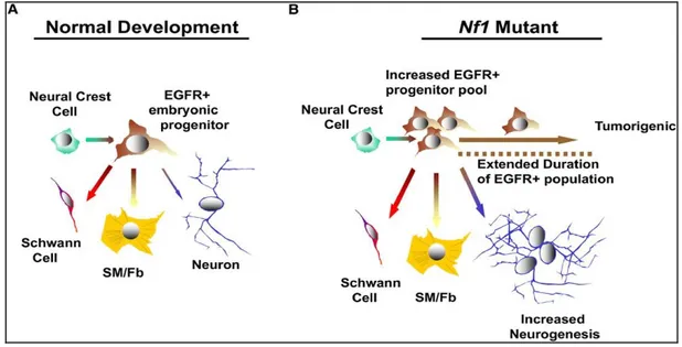 Fig. 5. Model of EGFR-mediated tumorigenesis involving the Nf1-mutated peripheral  nervous system progenitors (Williams JP, et al., 2008)