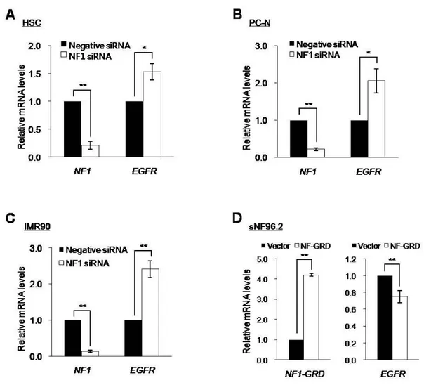 Fig. 9. Increased transcriptional expression of the EGFR by the downregulation of NF1  expression
