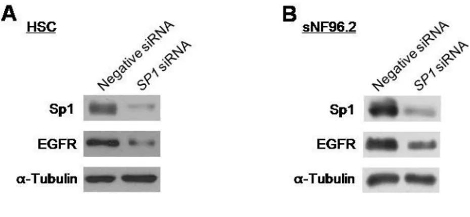 Fig.  10.  The  Sp1-mediated  expression  regulation  of  the  EGFR  gene.  HSC  (A)  and  sNF96.2 (B) cells were transfected with siRNAs for the SP1 gene (30 nM) or the nonspecific  negative control (30 nM)