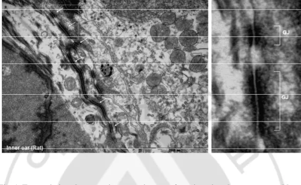 Fig. 1. Transmission electron microscope images of gap junctions between rat cochlear  supporting cells