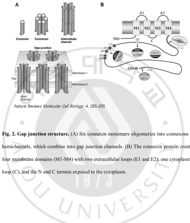 Fig. 2. Gap junction structure. (A) Six connexin monomers oligomerize into connexons or 