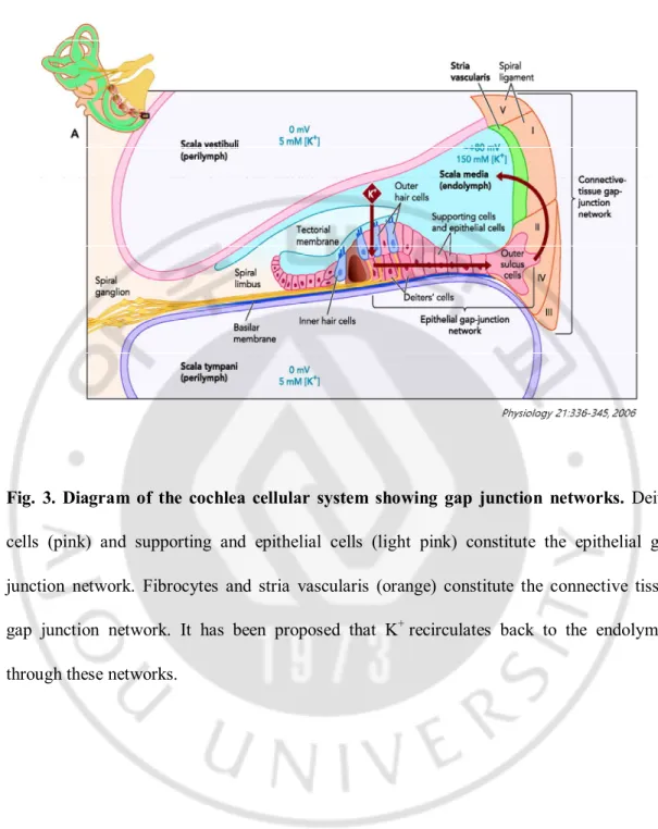 Fig.  3.  Diagram  of  the  cochlea  cellular  system  showing  gap  junction  networks