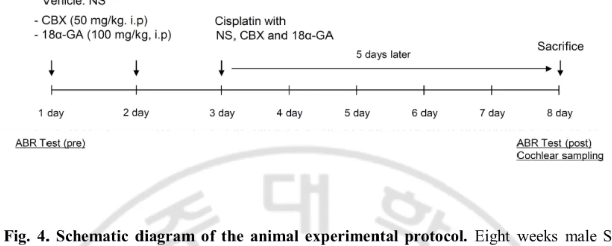 Fig.  4.  Schematic  diagram  of  the  animal  experimental  protocol.  Eight  weeks  male  SD 