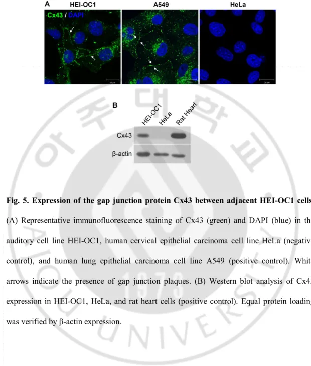 Fig. 5. Expression of the gap junction protein Cx43 between  adjacent HEI-OC1 cells. 