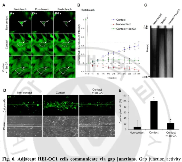 Fig.  6.  Adjacent  HEI-OC1  cells  communicate  via  gap  junctions.  Gap  junction  activity 