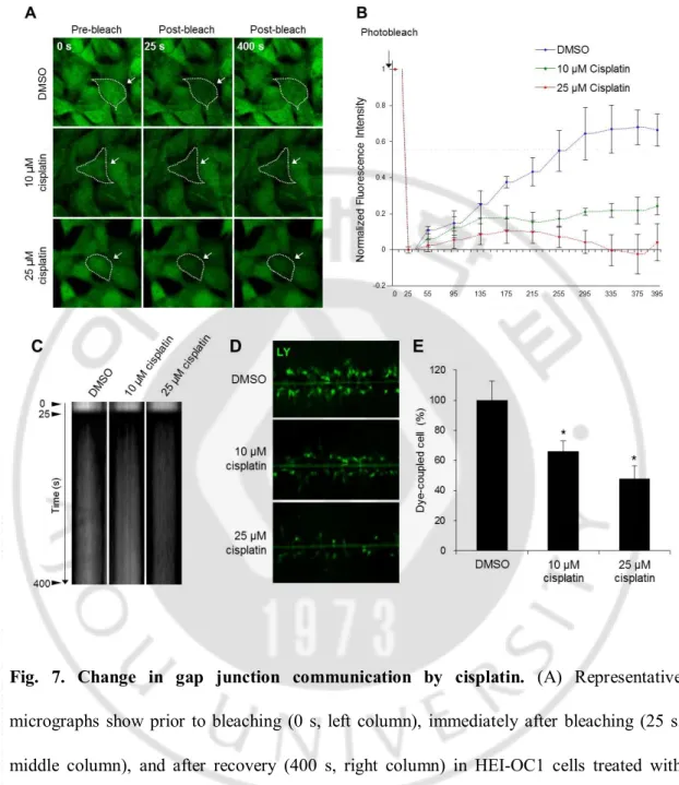 Fig.  7.  Change  in  gap  junction  communication  by  cisplatin.  (A)  Representative 