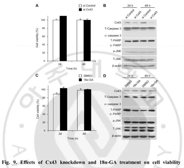 Fig.  9.  Effects  of  Cx43  knockdown  and  18α-GA  treatment  on  cell  viability  and  activation of caspase 3, PARP, and JNK activation