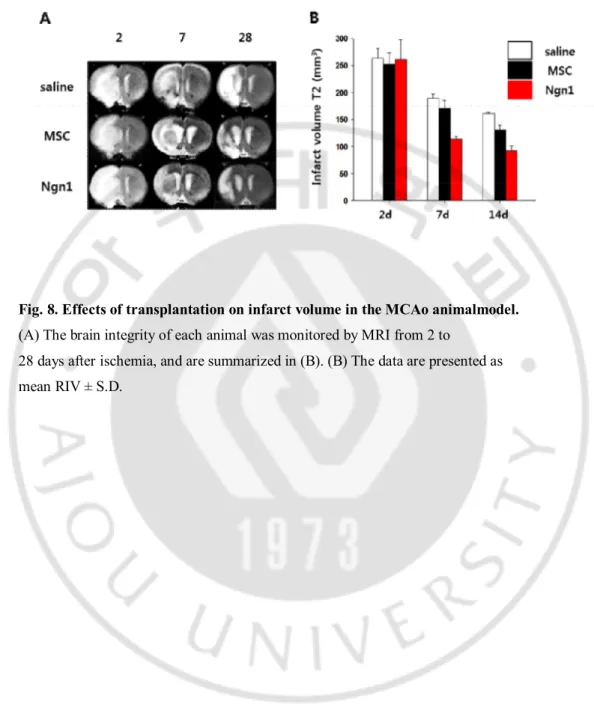 Fig. 8. Effects of transplantation on infarct volume in the MCAo animalmodel.